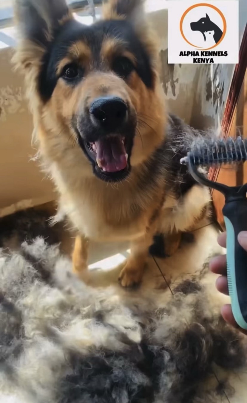 undercoat-brush-utl-kenya