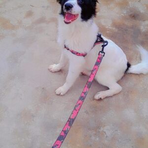 7 months old Japanese Spitz