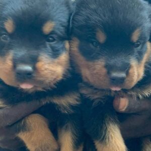 9 weeks old Rottweiler puppies